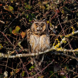 Long-eared Owl