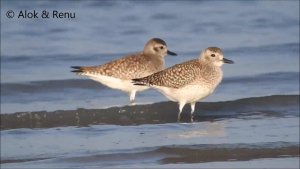 Lakescape-854 : Black-bellied Plover : Amazing Wildlife of India by Renu Tewari and Alok Tewari