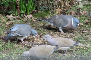 Feeding Frenzy