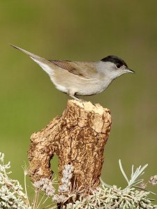 Male Blackcap