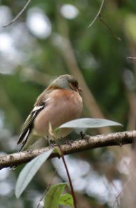 Handsome chaffinch