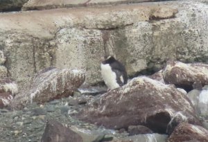 Erect-crested Penguin 1.jpeg