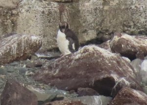 Erect-crested Penguin 2.jpeg