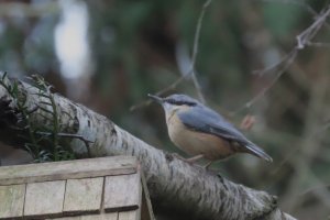 Nuthatch