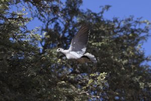 Ring-necked Dove (Cape Turtle Dove) Streptopelia capicola