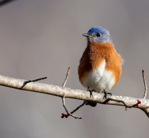 Eastern Bluebird, male, portrait