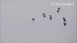 Great White Pelican : group in flight : by Renu Tewari and Alok Tewari