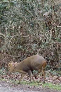 Muntjac