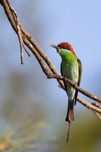 Rufous-crowned Bee-eater