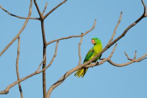 _G3B1152.jpg   Blue-naped Parrot