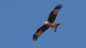 red kite (immature)