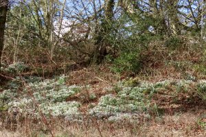 Snowdrops