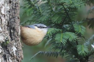 Nuthatch