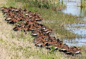 Black-bellied Whistling Ducks