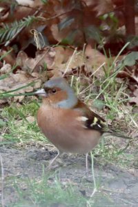 Chaffinch