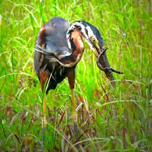 Purple heron (FIM)