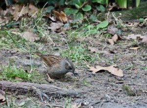 Dunnock