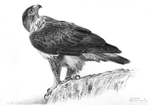 Bonelli´s eagle female