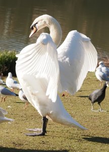 male mute swan at full stretch.jpg