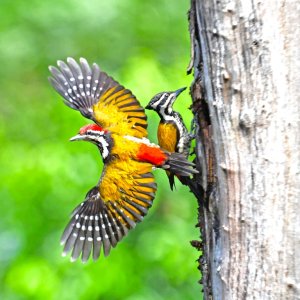 Male & female Common Flame-backed	Woodpecker