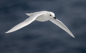 snow petrel antarctica Z9 300PF_DSC7524.jpg