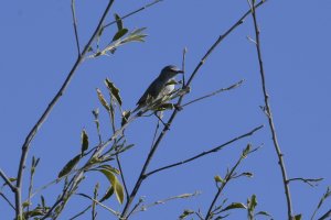 Yellow-bellied Eremomela