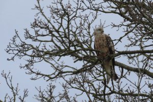 Red Kite