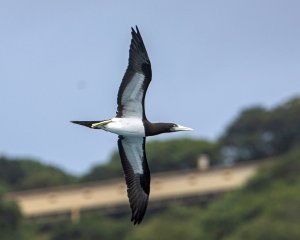 Brown Booby