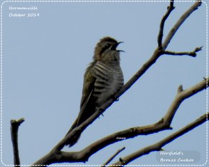 A singing cuckoo