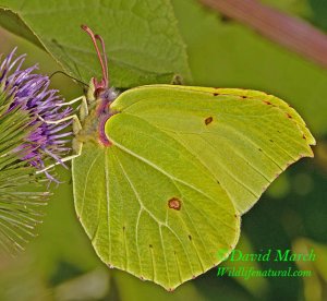 Brimstone Butterfly