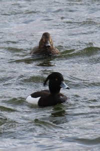 Two Tufted Ducks