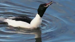 Goosander, Aberdeen Harbour, 21st March 2023