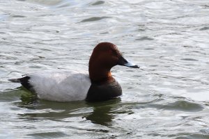 Pochard