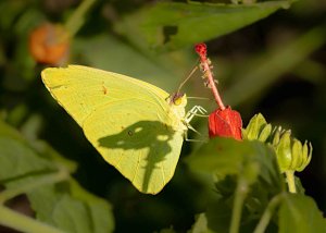 Cloudless Sulphur