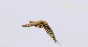 Northern Harrier (female)