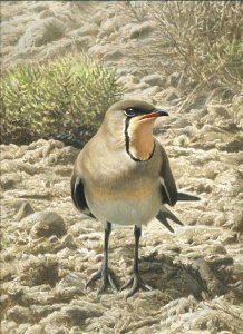 Collared pratincole painting