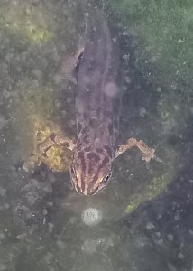 Common newt in our garden pond