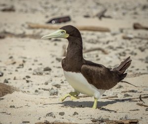 Brown Booby (f)