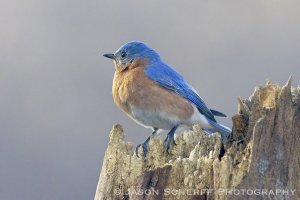 Eastern Bluebird.jpg