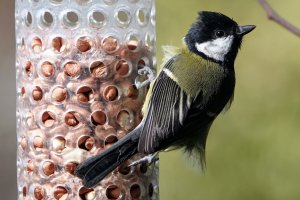 Great Tit