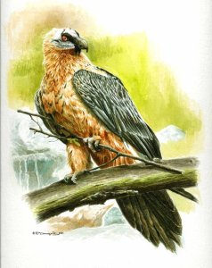 Bearded vulture illustration