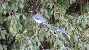 Himalayas-681 : Red-billed Blue Magpie foraging : Amazing Wildlife of India by Renu Tewari and Alok Tewari