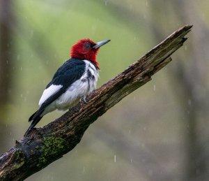 Soaking wet Red-headed Woodpecker