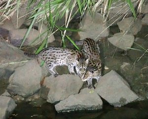 Fishing Cat