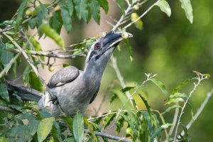 Indian Grey Hornbill