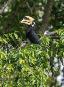 Oriental Pied Hornbill