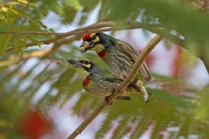 Coppersmith Barbet