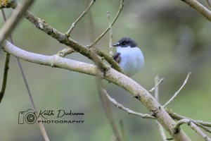 Pied Flycatcher