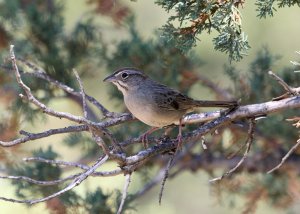 Rufous-crowned Sparrow