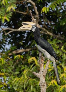 Oriental Pied Hornbill